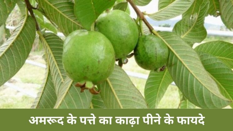 8 Benefits of drinking Guava Leaf Decoction 4 8 Benefits of drinking Guava Leaf Decoction