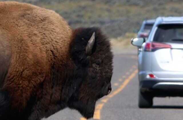 Viral TikTok shows bison charge woman in Texas park