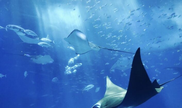 6 Incredible Advancements in Underwater Photography